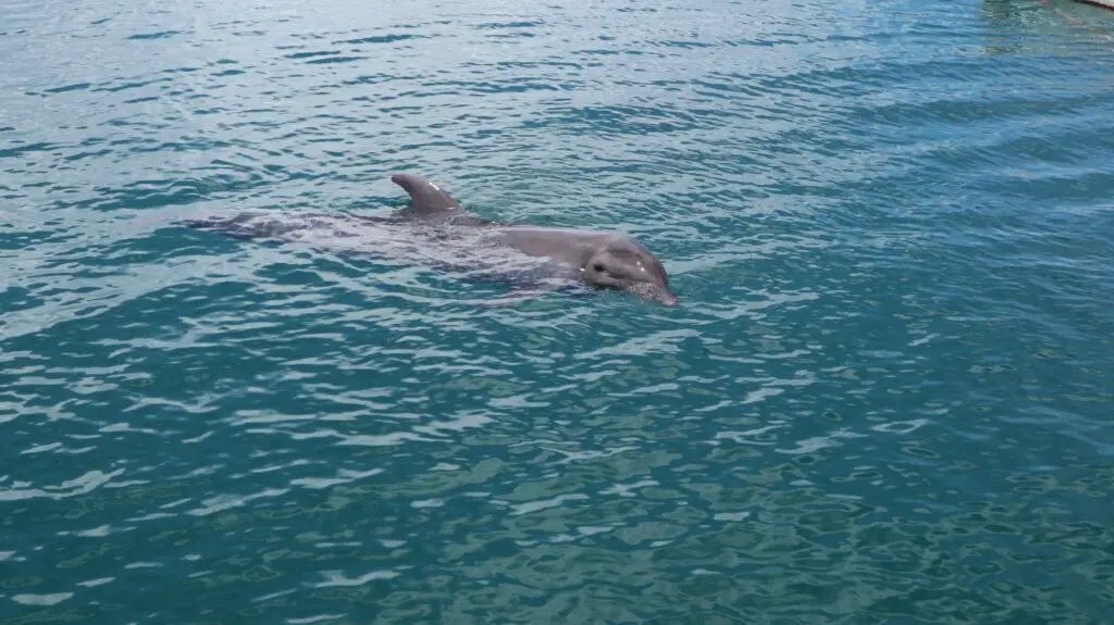 friendly-dolphin