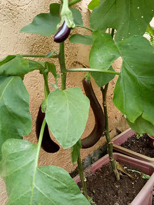 eggplant-2