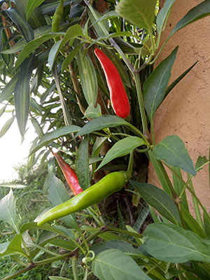 red-and-green-pepper