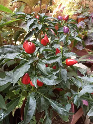 small-pepper
